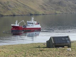 Aqua Viking, a well boat collecting salmon